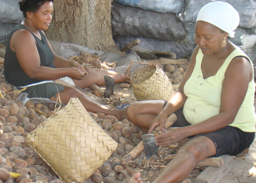 Castanha do coco babaçu vira bebida e “queijo” Foto 2 Divulgação Embrapa Cocais