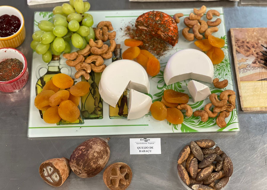 Castanha do coco babaçu vira bebida e “queijo” Foto 2 Selene Benevides