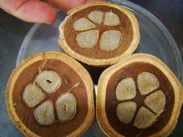 Castanha do coco babaçu vira bebida e “queijo” Foto 3 Divulgação Embrapa Cocais