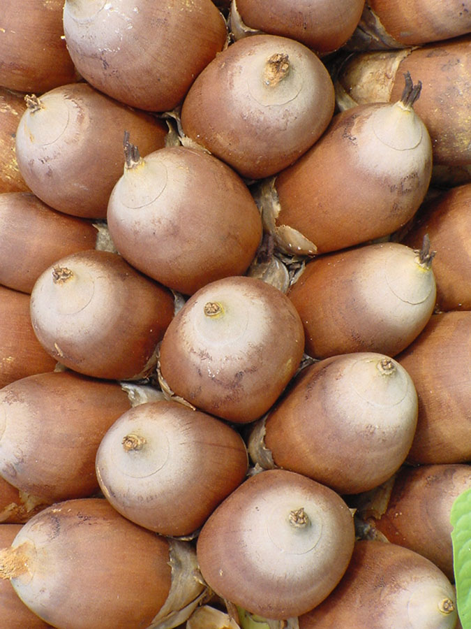 Castanha do coco babaçu vira bebida e “queijo” Foto 4 Divulgação Embrapa Cocais