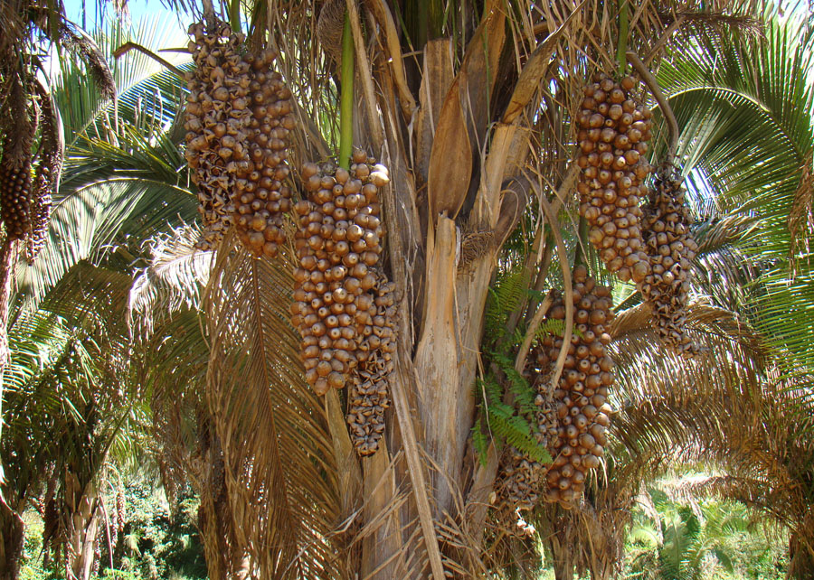 Castanha do coco babaçu vira bebida e “queijo” Foto 5 Divulgação Embrapa Cocais