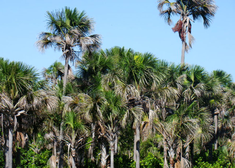 Castanha do coco babaçu vira bebida e “queijo” Foto 7 Divulgação Embrapa Cocais
