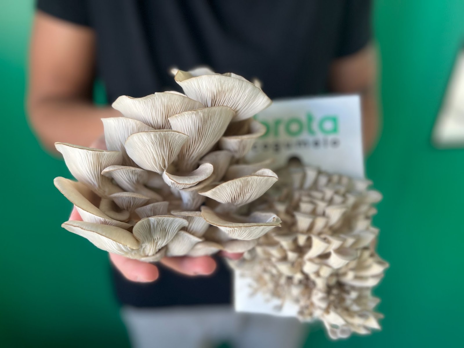 Startup cria kit de cultivo de cogumelo em casa Foto 1 Divulgação Brota Company