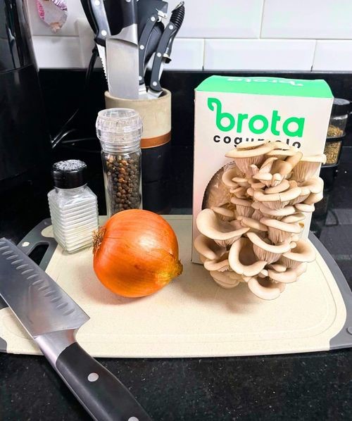 Startup cria kit de cultivo de cogumelo em casa Foto 3 Divulgação Brota Company