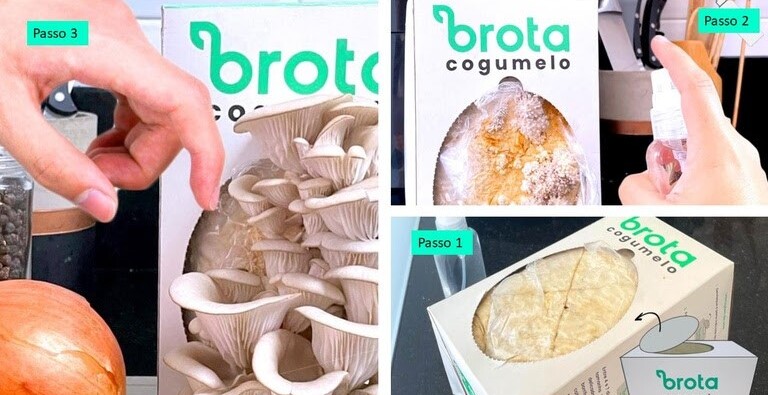 Startup cria kit de cultivo de cogumelo em casa Foto 4 Divulgação Brota Company