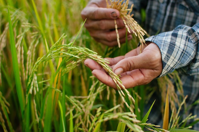 Mudança climática reduz valor nutricional dos alimentos Foto Suxco_Pixabay