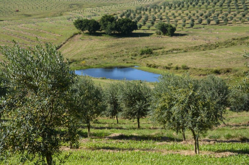 Safra gaúcha de azeite de oliva bate recorde Foto Fernando Dias_Ascom Seapi