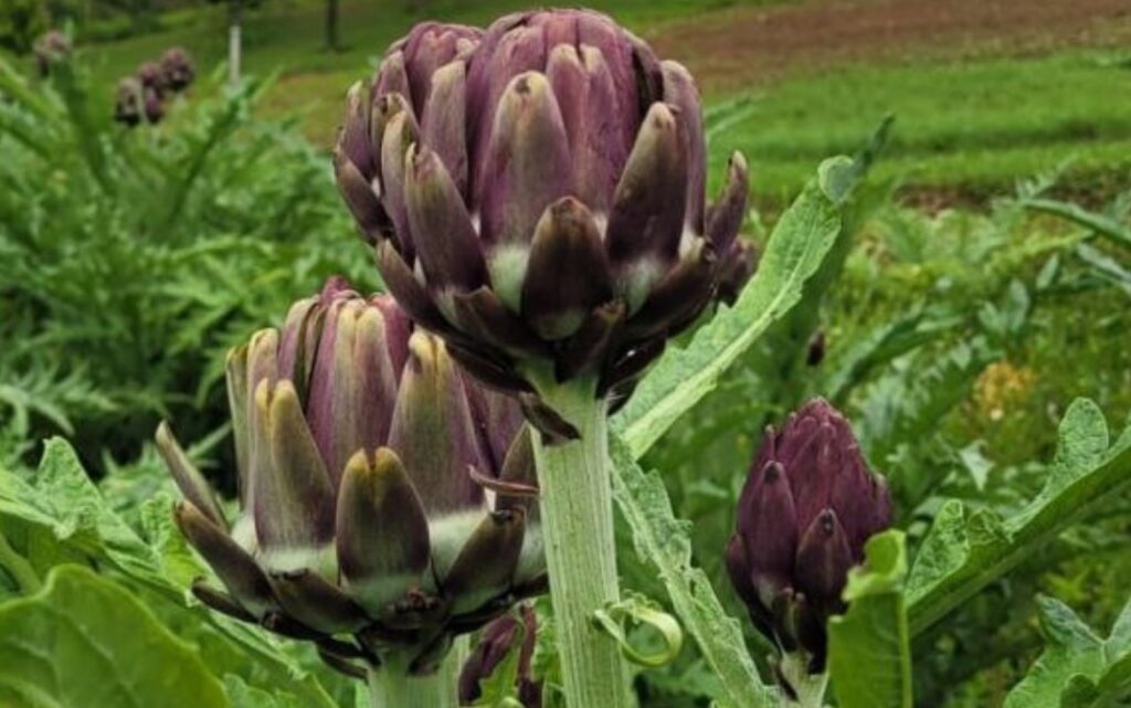 Festival de Alcachofras começa na Cantina Tia Lina 2 Foto Divulgação Cantina Tia Lina