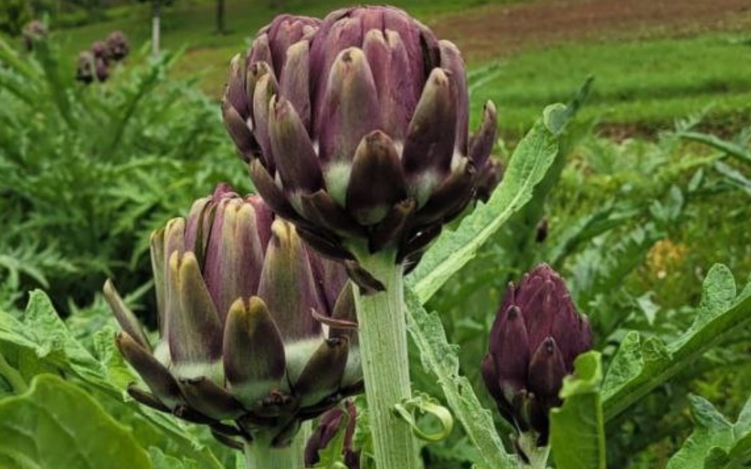 Festival de Alcachofras começa na Cantina Tia Lina 2 Foto Divulgação Cantina Tia Lina