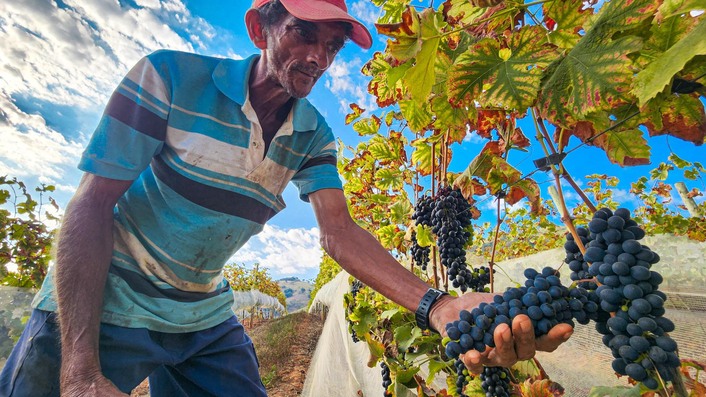 Nova vinícola mineira chegará ao mercado em 2024 5 Foto Diego Vargas_Seapa