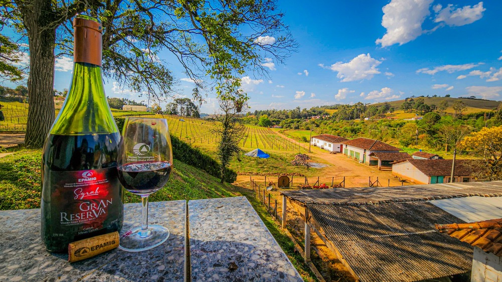 Nova vinícola mineira chegará ao mercado em 2024 6 Foto Diego Vargas_Seapa
