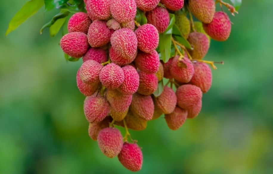 Público pode colher lichias no Parque Maeda (Itu) Foto 2 Divulgação Parque Maeda