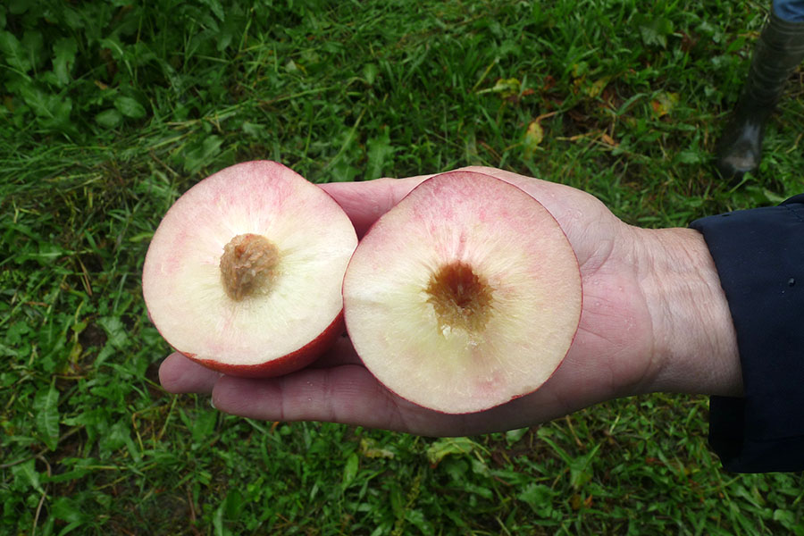 Novas nectarinas garantem oferta de fruta por mais tempo Foto 1 Divulgação Embrapa