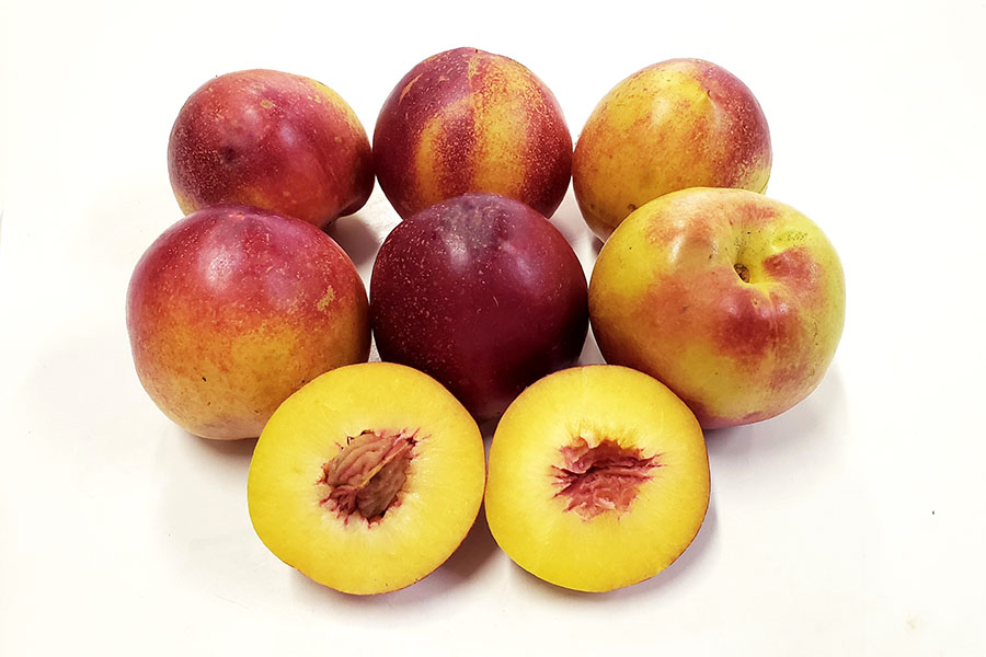 Novas nectarinas garantem oferta de fruta por mais tempo Foto 2 Divulgação Embrapa