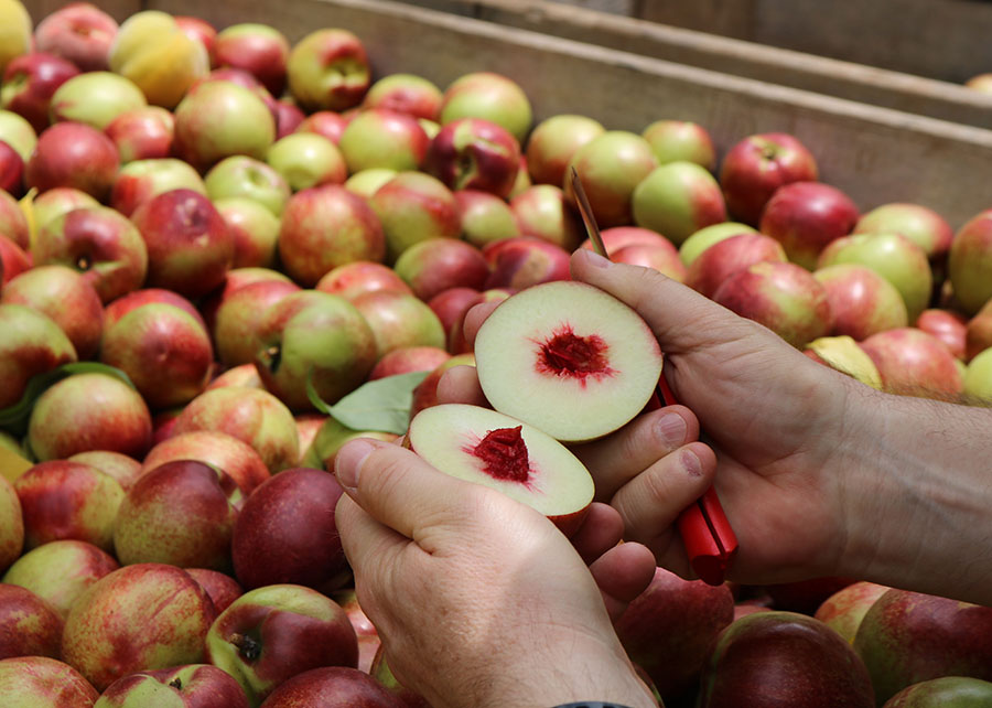Novas nectarinas garantem oferta de fruta por mais tempo Foto 3 Divulgação Embrapa