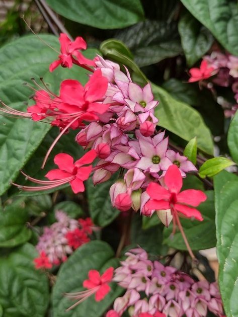 Queijos da Quintas do Vale (ES) têm terroir do Empoçado Foto 10 Claudio Schapochnik_Que Gostoso
