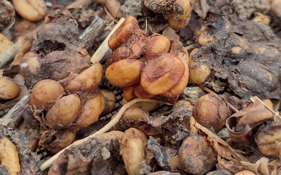 Exótico, café do jacu vem das Montanhas Capixabas Foto 12 Claudio Schapochnik_Que Gostoso