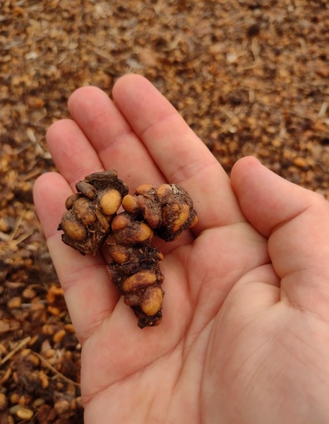 Exótico, café do jacu vem das Montanhas Capixabas Foto 4 Claudio Schapochnik_Que Gostoso