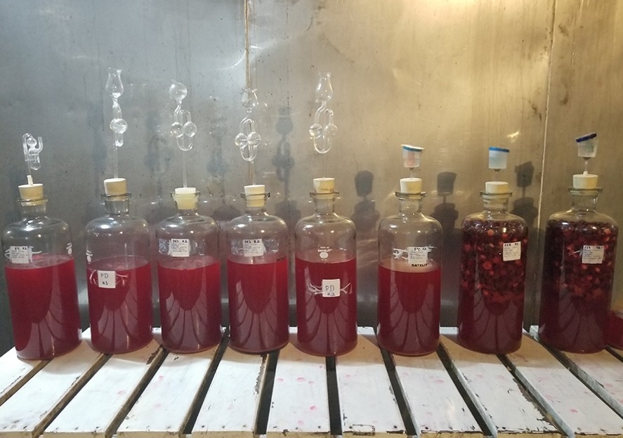 Pesquisa desenvolve fermentado de acerola Foto Filipe Araújo Carvalho