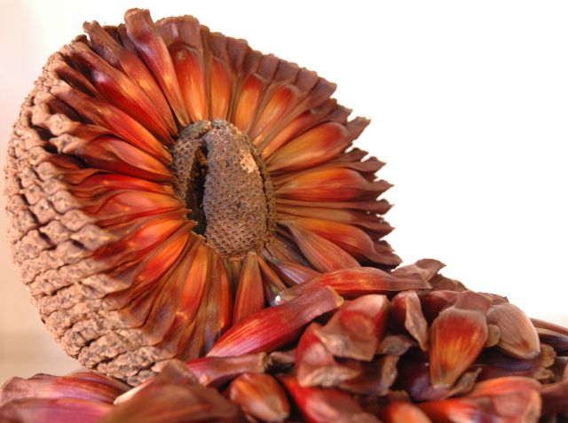 SC espera safra de pinhão 30% maior em 2024 Foto Aires Mariga Divulgação Epagri