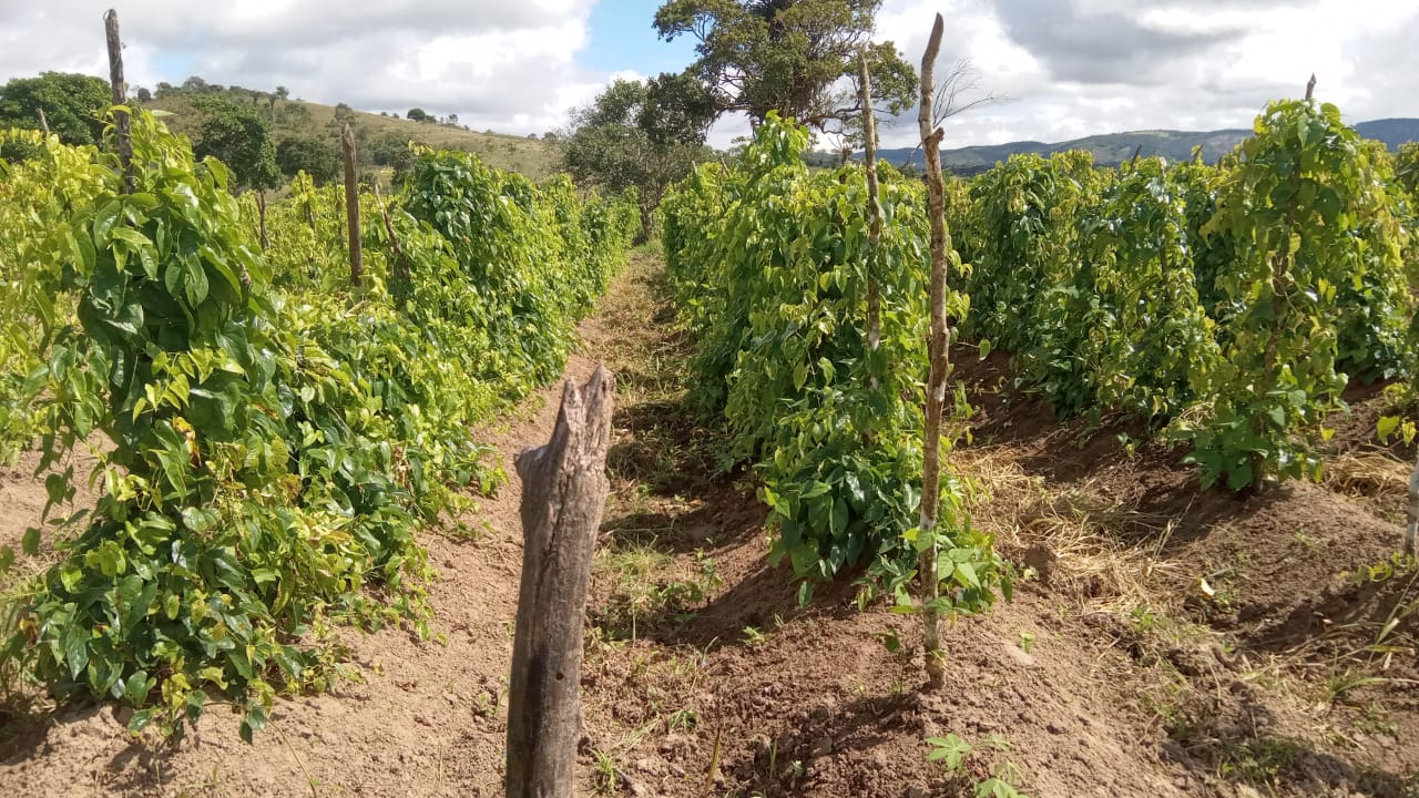 Receitas estimulam uso integral de abóbora e inhame Foto João Gomes
