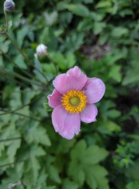 Suíça no Verão Lugano assegura natureza fabulosa 3 Foto Claudio Schapochnik_Que Gostoso