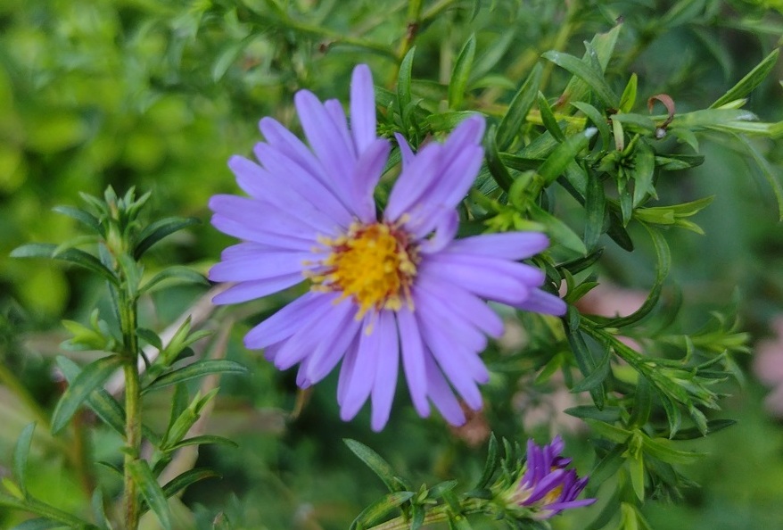 Suíça no Verão Lugano assegura natureza fabulosa 4 Foto Claudio Schapochnik_Que Gostoso