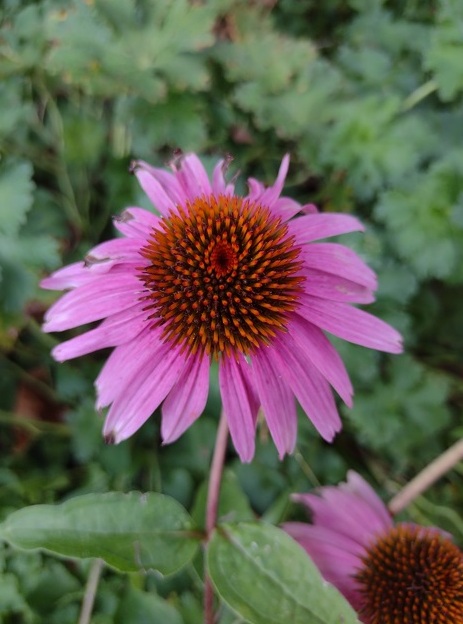Suíça no Verão Lugano assegura natureza fabulosa 5 Foto Claudio Schapochnik_Que Gostoso