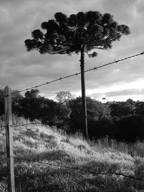 Cadeia do pinhão ganhará rastreabilidade e IG Foto Andressa Rodrigues_Pixabay