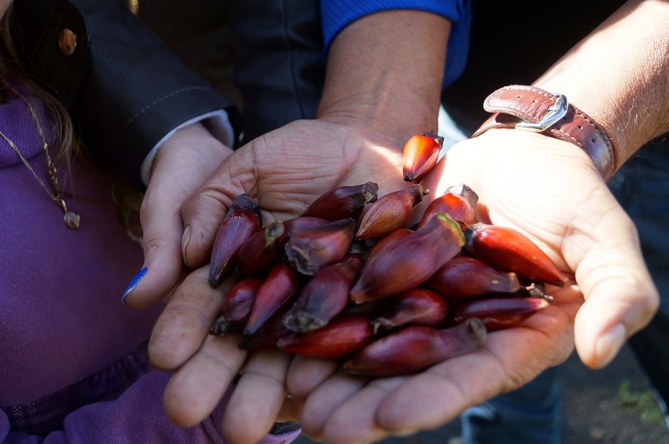 Cadeia do pinhão ganhará rastreabilidade e IG Foto Calvestkd_Pixabay