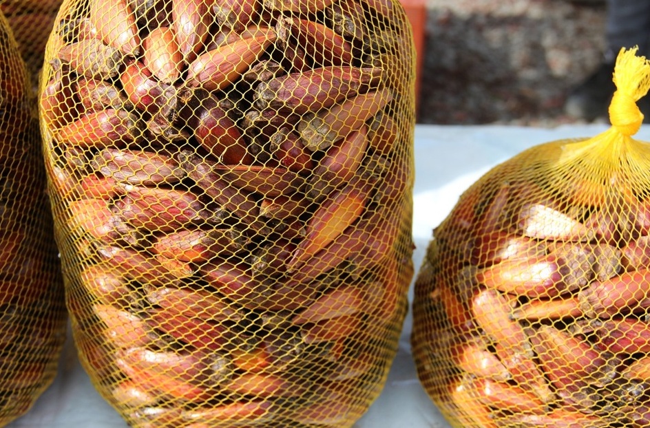 Cadeia do pinhão ganhará rastreabilidade e IG Foto Eusa_Ho_Pixabay