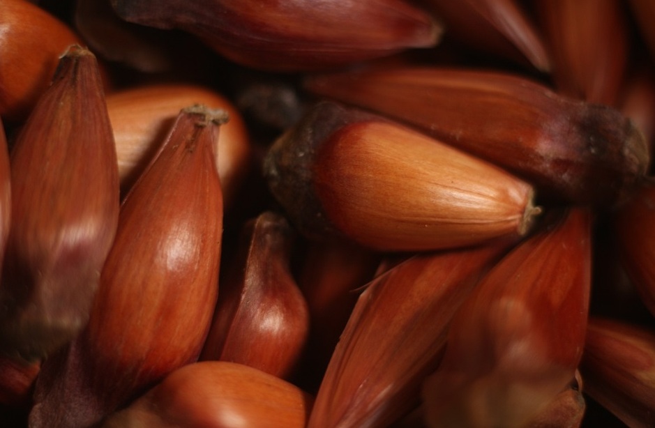 Cadeia do pinhão ganhará rastreabilidade e IG Foto Outsideclick_Pixabay