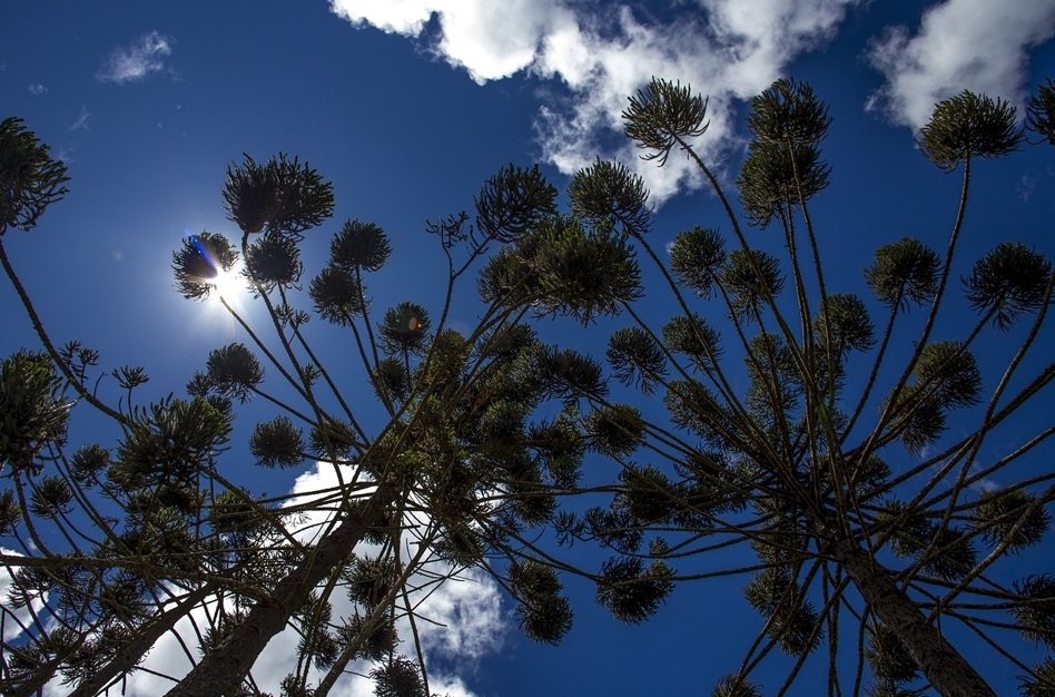 Cadeia do pinhão ganhará rastreabilidade e IG Foto PedroBastosBR_Pixabay