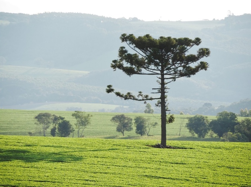 Cadeia do pinhão ganhará rastreabilidade e IG Foto Waldryano_Pixabay