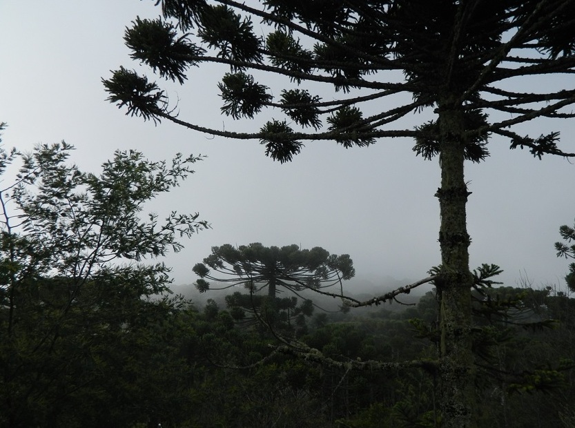 Cadeia do pinhão ganhará rastreabilidade e IG Foto brunocaldas1_Pixabay