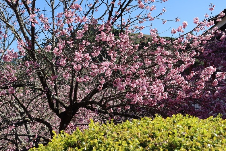 Festa da Cerejeira em Flor de Campos do Jordão terá comida japonesa 1 Foto Divulgação Parque da Cerejeira de Campos do Jordão