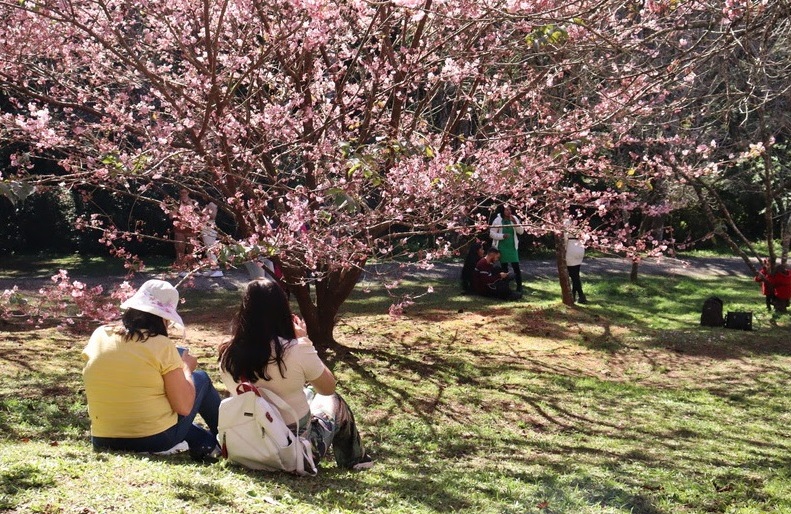 Festa da Cerejeira em Flor de Campos do Jordão terá comida japonesa 2 Foto Divulgação Parque da Cerejeira de Campos do Jordão