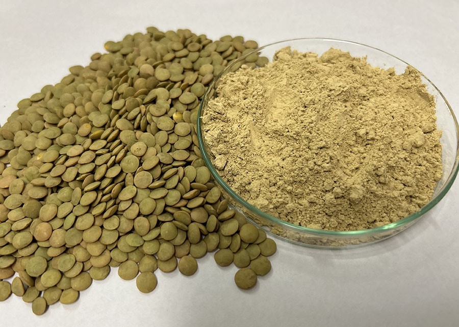 Pesquisa cria concentrados proteicos de lentilha e grão-de-bico 2 Foto Kadijah Suleiman_Embrapa Agroindústria de Alimentos