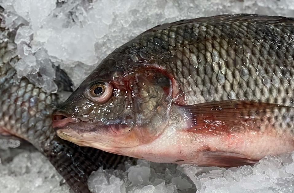 Pesquisa desenvolve salsicha e patê de tilápia Foto Kreingkrai Luangchaipreeda_Pixabay