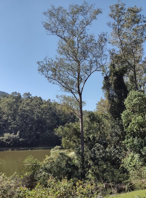 Fazenda serve almoço-bufê na Serra do Japi (SP) 5 Foto Claudio Schapochnik Que Gostoso