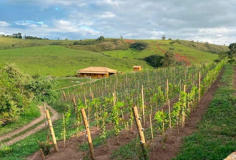 Campo das Vertentes (MG) aposta em uvas finas Foto Fernando Antônio Carvalho