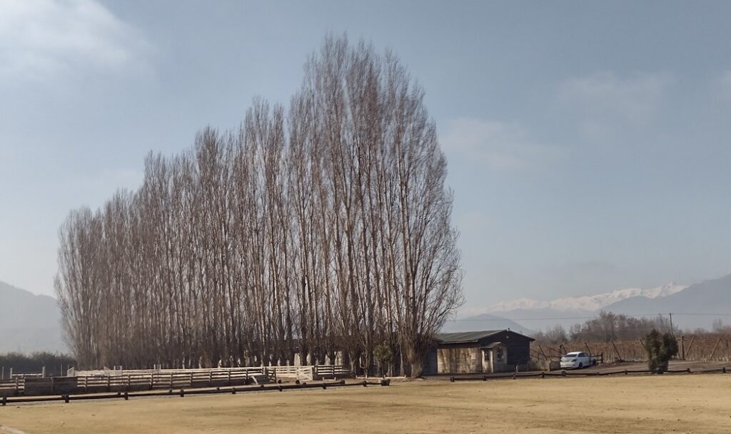Chile Viña Casa Silva tem hotel e excelente cozinha 5 Foto Claudio Schapochnik_Que Gostoso