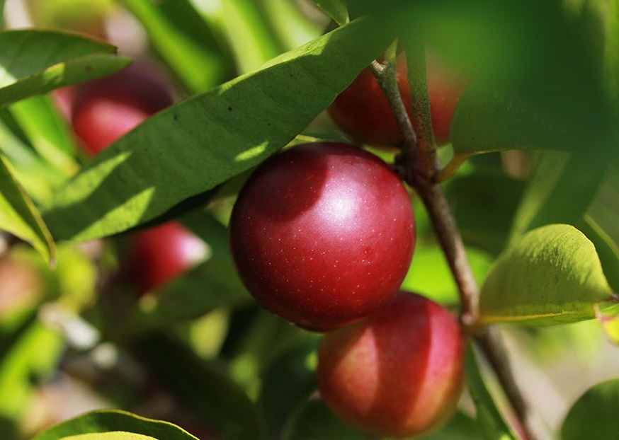 Cientistas usam fruto amazônico para enriquecer farinha de mandioca 2 Foto Ronaldo Rosa Divulgação Embrapa