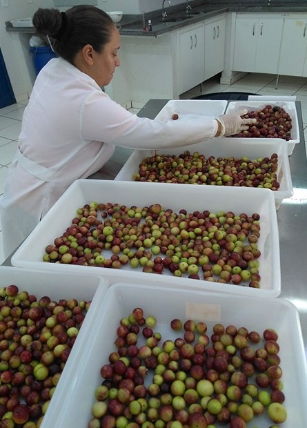Cientistas usam fruto amazônico para enriquecer farinha de mandioca Foto Pedro Guimarães Divulgação Embrapa