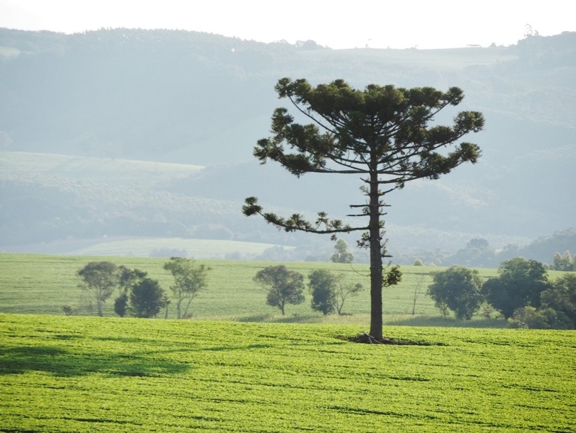 Pinhão contém compostos benéficos à saúde Foto waldryano_Pixabay