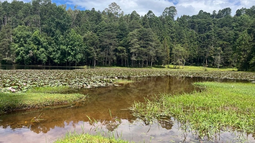 Parque Bambuí é joia rara de Campos do Jordão 1 Foto Mirella Usiglio_Que Gostoso!