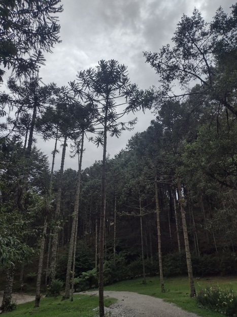 Parque Bambuí é joia rara de Campos do Jordão 2 Foto Claudio Schapochnik_Que Gostoso!