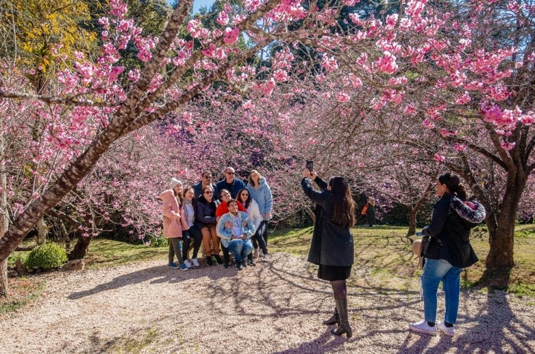Cerejeira em Flor (Campos do Jordão) já tem data Foto Cleverson Nunes Divulgação da Cerejeira