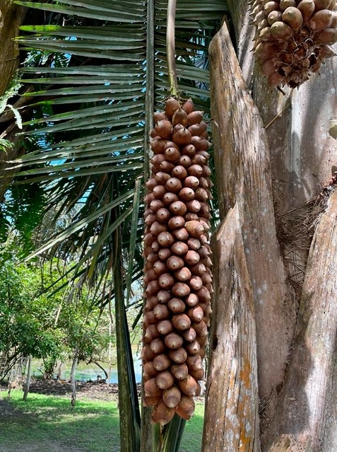 Pesquisa usa coco babaçu para criar hambúrguer 7 Foto Flávia Bessa_Embrapa Maranhão