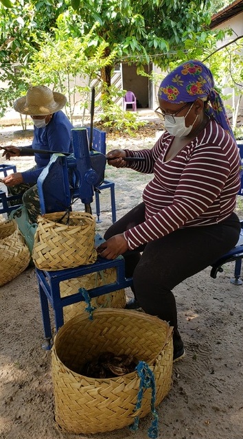 Pesquisa usa coco babaçu para criar hambúrguer 8 Foto Flávia Bessa_Embrapa Maranhão